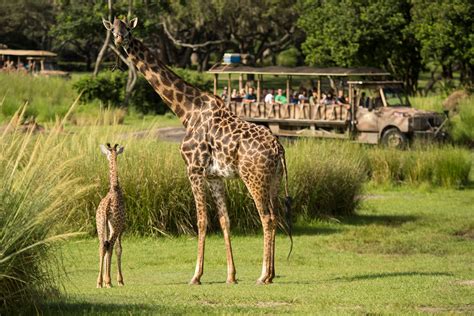 Baby Giraffe Debuts At Disneys Animal Kingdom Yellow Beads And Me