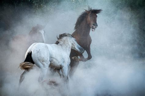 The Stallion Dance Photograph By Saija Lehtonen