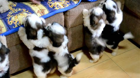 Puppies are 4 1/2 weeks old, they are walking, tails wagging and playing. Shih Tzu Puppies after the 1st bath :) - YouTube