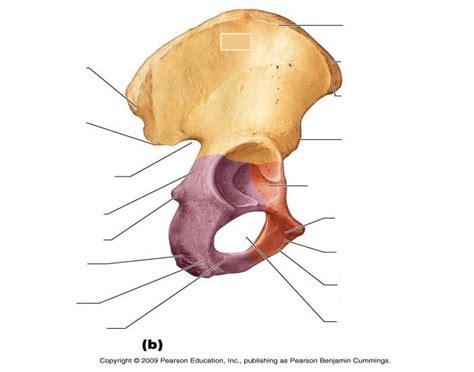 Hip Bones Lateral View Diagram Quizlet Sexiz Pix