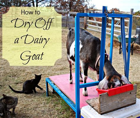 How To Stop Milking Your Goat How To Dry Off A Dairy Goat Oak Hill Homestead