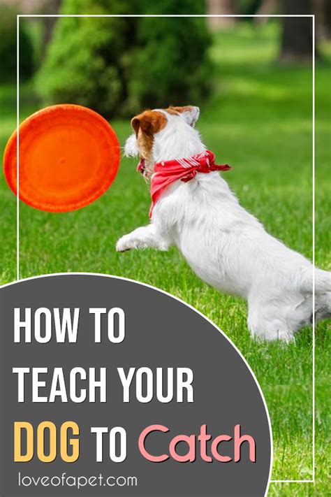 How To Teach Your Dog To Catch 4 Simple Steps Love Of A Pet Dogs