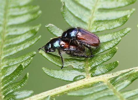 Murfs Wildlife Garden Chafer Beetle