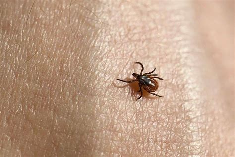 Tick Identification Blacklegged Deer Tick