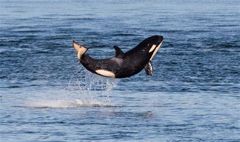 Incredible Animal Picture Baby Killer Whale Leaps Into The Air Jumping