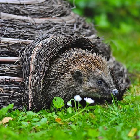 Buy Hedgehog Igloo — The Worm That Turned Revitalising Your Outdoor Space