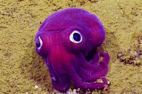 The Adorable Purple Googly Eyed Stubby Squid Underwater Creatures