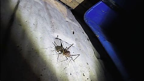 Meet The Spider Cricket Youtube