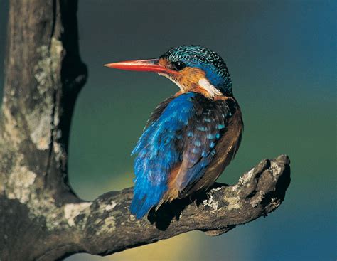 Kingfisher means peace, prosperity and love. Kingfisher | bird | Britannica