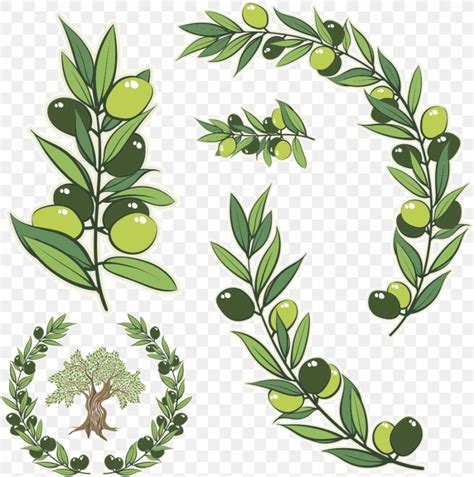 Olive Branch Olive Wreath Stock Photography Illustration Png