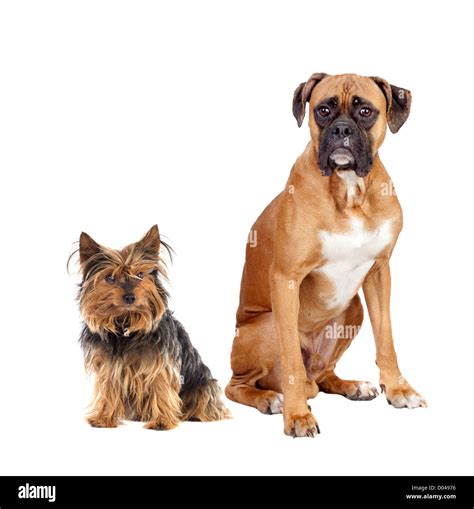 Two Dogs Breeds Different Cut Out Stock Images And Pictures Alamy