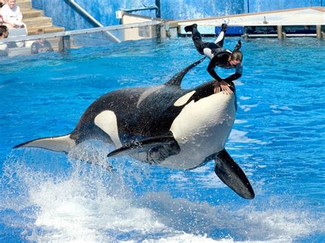 Seaworld Ends Orca Breeding Effective Immediately Brandon Fl Patch