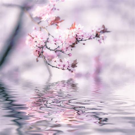 Cherry Blossom And Water Tapet Fototapet Lys Myk Happywall