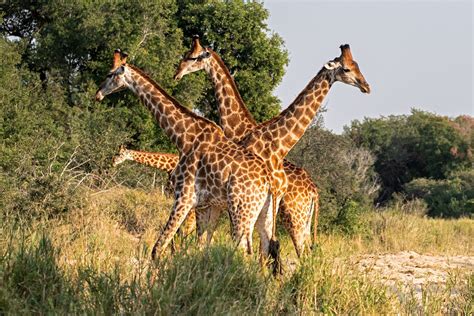 Giraffe Star A Moment In Time Captured As The Group Of Giraffe Passed