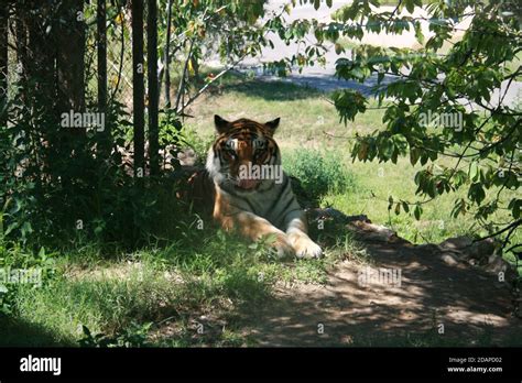 Tiger Walking In The Woods Stock Photo Alamy