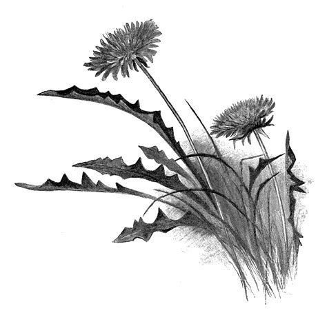 Digital Stamp Design Antique Illustration Free Dandelion Wildflower