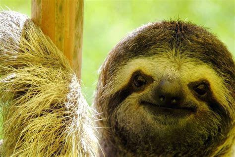 Pin By Carole Weightman On Sloths Cute Animals Cute Sloth Pictures