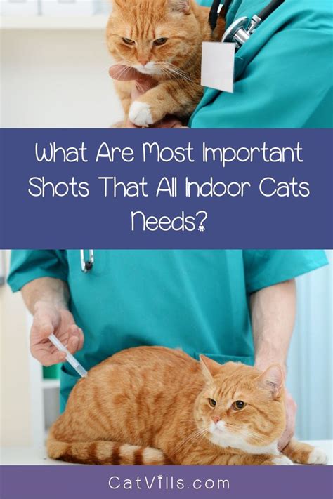 Do Indoor Cats Need Immunizations Cat Meme Stock Pictures And Photos