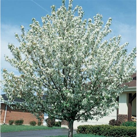 Lowes 364 Gallon S White Flowering Snowdrift Crabapple In Pot With