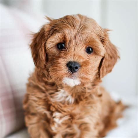 Cavapoo Puppies For Adoption Near Me Adopt A Turtle