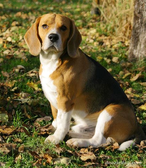 Puppy Dog Beagle Top Dog Directory
