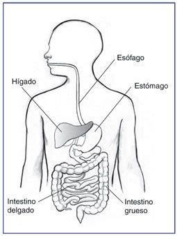 Aparato Digestivo Humano En Blanco Y Negro El Sistema Digestivo