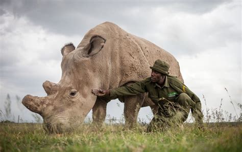 Northern White Rhinos Are About To Die Out Should We Save Them