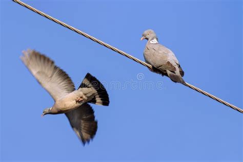 Two Collared Doves On A Green Lawn Couple Birds Love Stock Photo