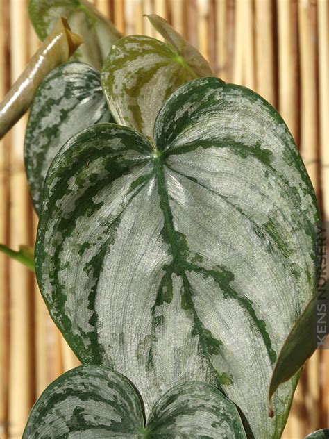 Native to colombia, brazil and bolivia, it makes an excellent houseplant and will tolerate a wide range of growing conditions. xl Best Indoor, Philodendron Brandtianum - Kens-Nursery