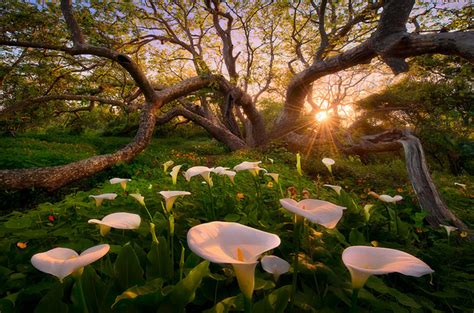 Nature Photography 30 Incredible Examples Designgraphercom