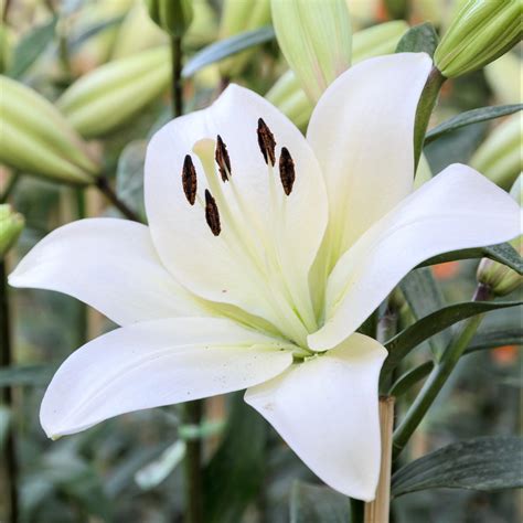 Lily La Hybrid Richmond Fragrant Asiatic Lily White Asiatic Lilium