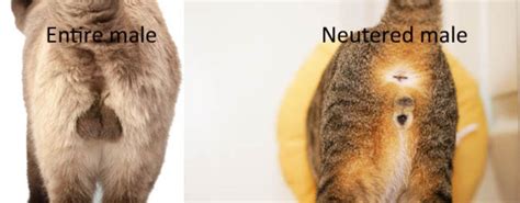 how does a male cat act after being neutered for the greater column photographs