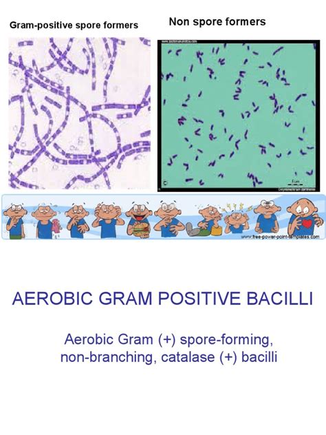 Bacteriology Lec Aerobic Gram Positive Bacillippt Anthrax Bacillus