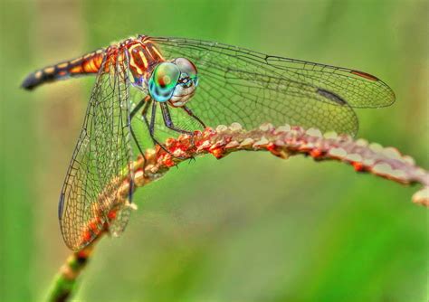 Colorful Dragonfly Photograph By Myrna Bradshaw