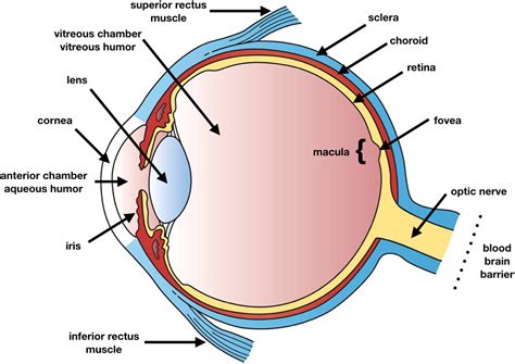 Epigenetic Treatment Of Neurodegenerative Ophthalmic Disorders An Eye