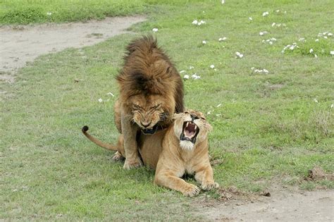 Lion And Lioness Mating Photograph By Photostock Israel