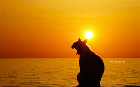 Moon Light And Sunset Cats おしゃれまとめの人気アイデア｜pinterest｜smart Cookie 動物 猫