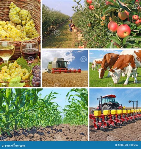 Agriculture Collage Stock Photo Image Of Corn Farming 52804676