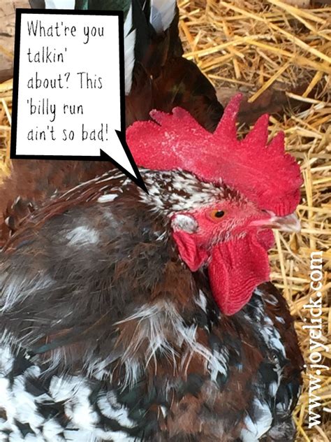 Beginning Chicken Keeping Mistakes To Avoid And How We Survived Our