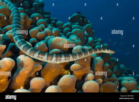 Sea Snake In Coral Reef Hydrophis Sp Pura Island Alor Archipel