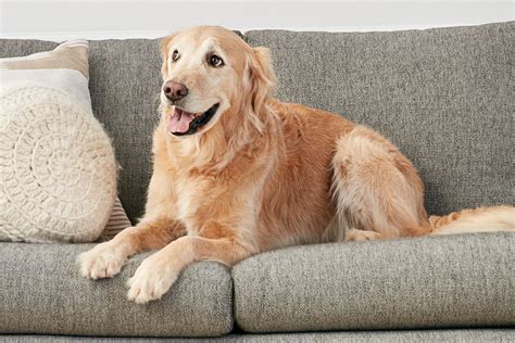 If you need assistance with a domestic animal, such as a dog or a cat, you need to call your local washoe county. Couch Upholstery Choices for Cat and Dog Owners