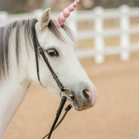 Realistic Natural Look Unicorn Horn For Miniature Horse Pony Cob Horse