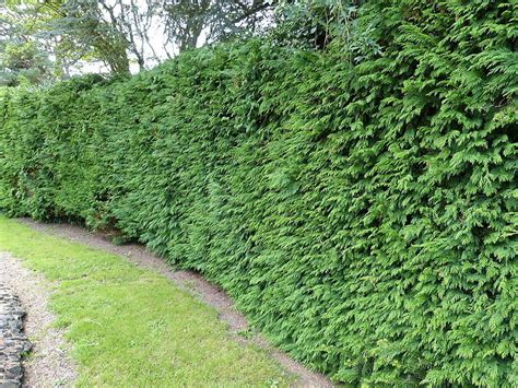 Cedar Hedge Western Red Cedar Landscaping Plants Hedges Stepping