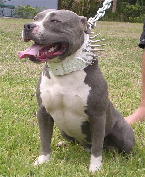 Fash Craze American Pit Bull Terrier Dogs