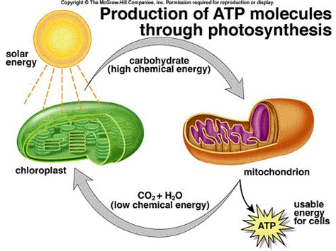 In both eukaryotes and prokaryotes, all 10 reactions of glycolysis occur in the cytosol (see figure 9.5 on page 194). The Difference between Chloroplast and Mitochondria ...