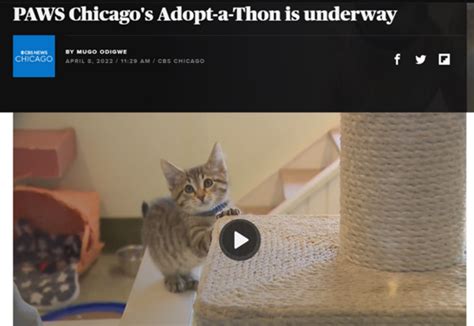 Spring Adopt A Thon Makes Headlines Paws Chicago News Paws Chicago