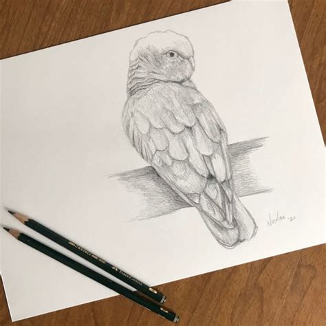Bird Pencil Drawing Etsy