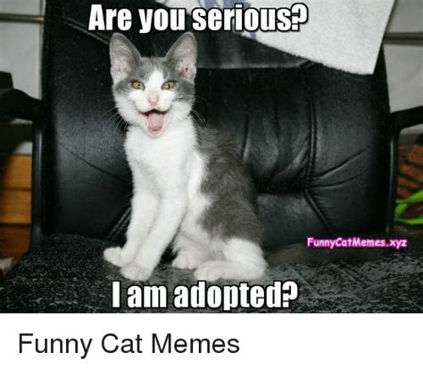 Get The Unbelievable Funny Cat Memes Sorry For You