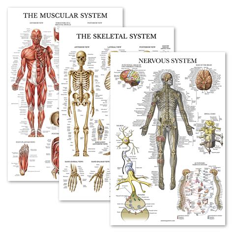 3 Pack Muscle Skeleton Nervous System Anatomy Poster Set