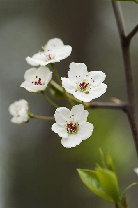 Pyrus Calleryana Photograph Bradford Callery Pear Tree Blossoms
